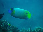 Blue-faced Angelfish