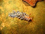 Nudibranch at Queenscliff