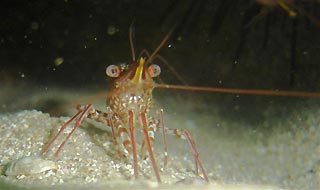 Hinge-beak Shrimp