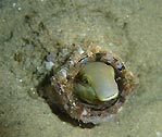 Night dive Blenny