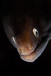 Moray Eel