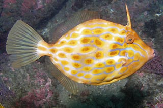 Mosaic Leatherjacket