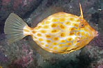 Mosaic Leatherjacket