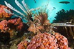 Lionfish