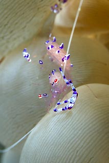 Bubble Coral Shrimp