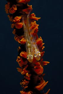 Whip Coral Gobies