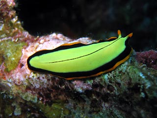 Flatworm (Pseudoceros sp.)