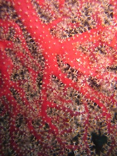 Coral sparkles