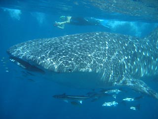 Whaleshark