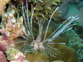 Lionfish