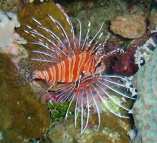 Lionfish 2