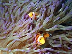 Clownfish