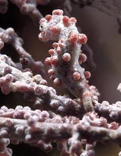 Pygmy Seahorse