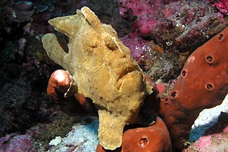 Frogfish