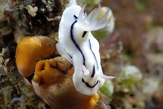 Chromodoris lochi