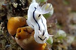 Chromodoris lochi