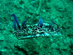 An Upside-down Jellyfish at HBO Point, Sulawesi