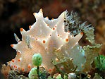 Halgerda batangas, a beautiful nudibranch, Sulawesi