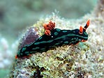 Nembrotha kubaryana, Sulawesi