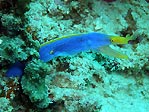 A blue Ribbon Eel, Sulawesi