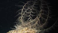 A Basket Star feeding, night dive, Sulawesi