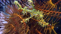 A Hawkfish, Sulawesi