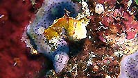 A yet undescribed species of pygmy seahorse, Sulawesi