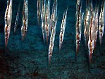 Shrimpfish at 'Popoh', Sulawesi