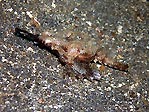 A Seamoth scurrying across the seabed, Sulawesi