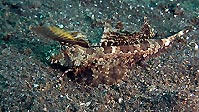 A Dragonet, Sulawesi