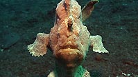 Another swimming Frogfish, Sulawesi