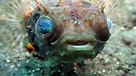 Small Globefish were seen all over the place, Sulawesi