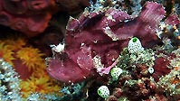 A pink Leaf Scorpionfish, Sulawesi