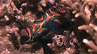 The shy Mandarinfish having a quick peek, Sulawesi