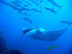 Manta Ray shepherding