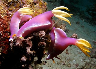 Hypselodoris bullocki