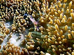 Anemone Shrimp