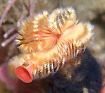 Fan Worm