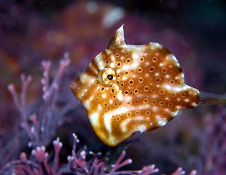 Pygmy Leatherjacket