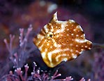 Pygmy Leatherjacket