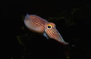 Lined Pyjama Squid