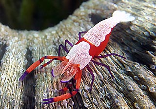 Emperor Shrimp