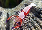 Emperor Shrimp