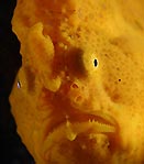 Monday morning blues - orange frog fish