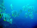 Batfish at Toberua, Fiji