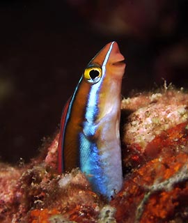 Tube-worm Blenny