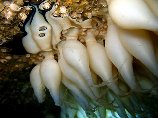 Cuttlefish eggs