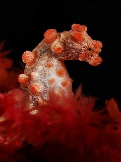 Red Pygmy in Indonesia