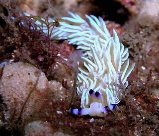 Nudibranch