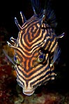 Shaw's Cowfish (female)